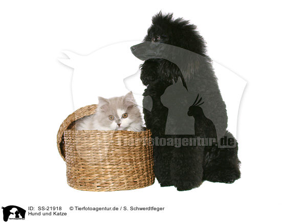 Hund und Katze / dog and cat / SS-21918