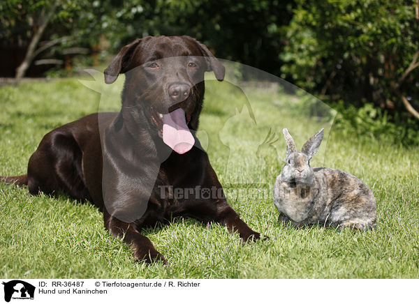Hund und Kaninchen / dog and rabbit / RR-36487