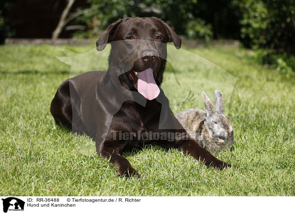 Hund und Kaninchen / dog and rabbit / RR-36488