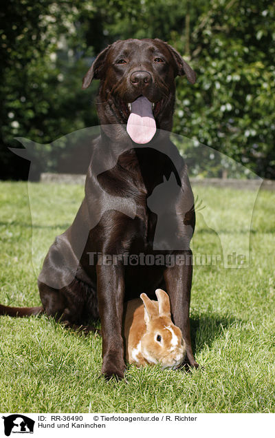 Hund und Kaninchen / RR-36490