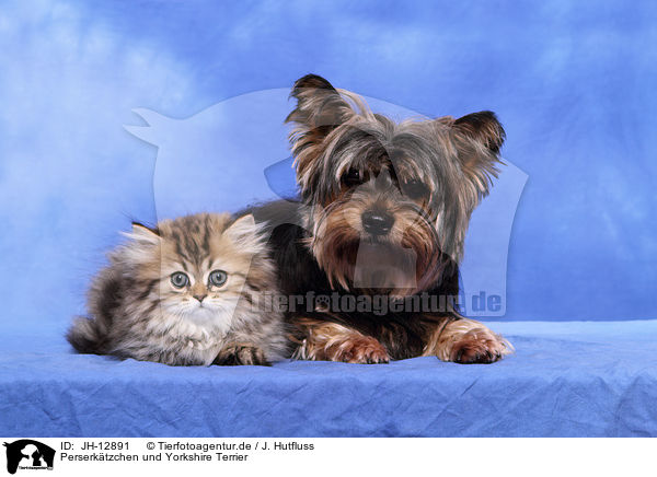 Perserktzchen und Yorkshire Terrier / JH-12891