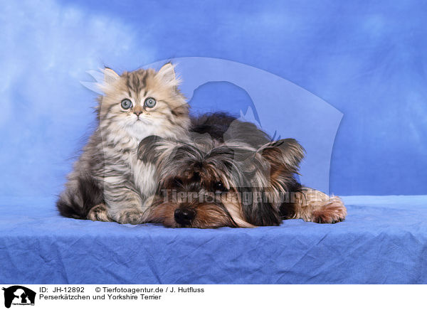 Perserktzchen und Yorkshire Terrier / JH-12892