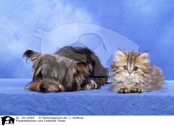 Perserktzchen und Yorkshire Terrier / Persian kitten and Yorkshire Terrier / JH-12893