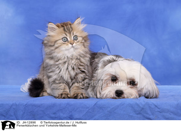 Perserktzchen und Yorkshire-Malteser-Mix / Persian kitten and mongrel / JH-12896