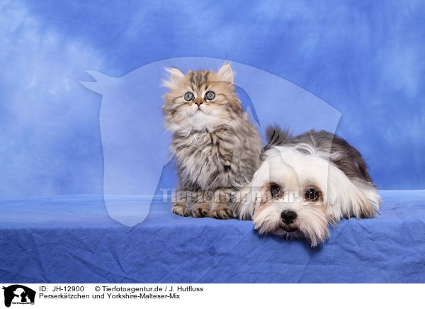 Perserktzchen und Yorkshire-Malteser-Mix / JH-12900