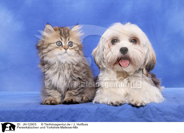 Perserktzchen und Yorkshire-Malteser-Mix / JH-12903