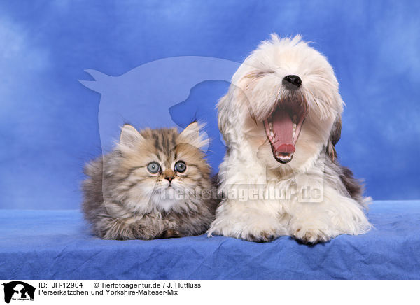 Perserktzchen und Yorkshire-Malteser-Mix / JH-12904