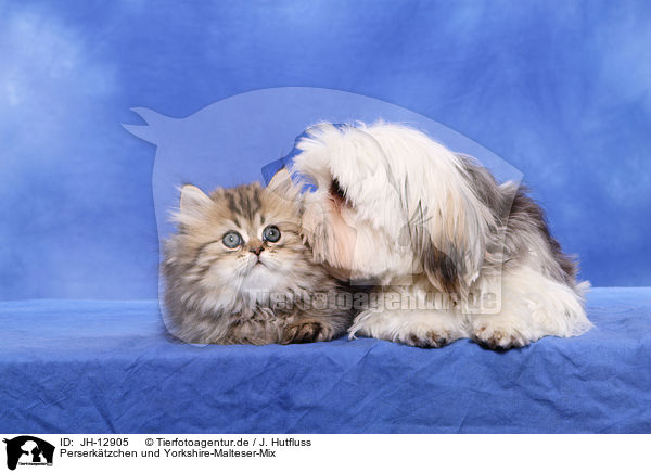 Perserktzchen und Yorkshire-Malteser-Mix / Persian kitten and mongrel / JH-12905