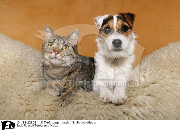 Jack Russell Terrier und Katze / SS-22864