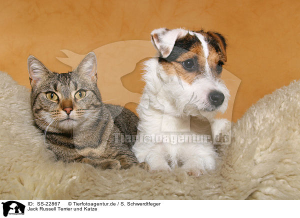 Jack Russell Terrier und Katze / SS-22867