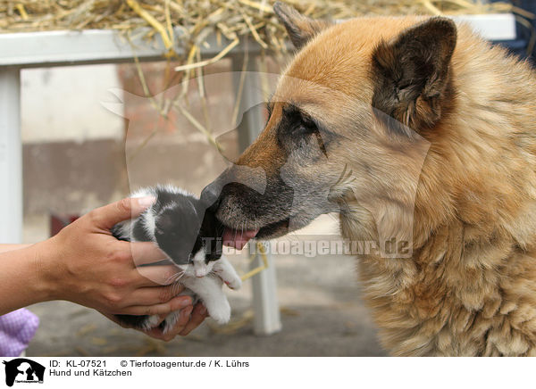 Hund und Ktzchen / KL-07521