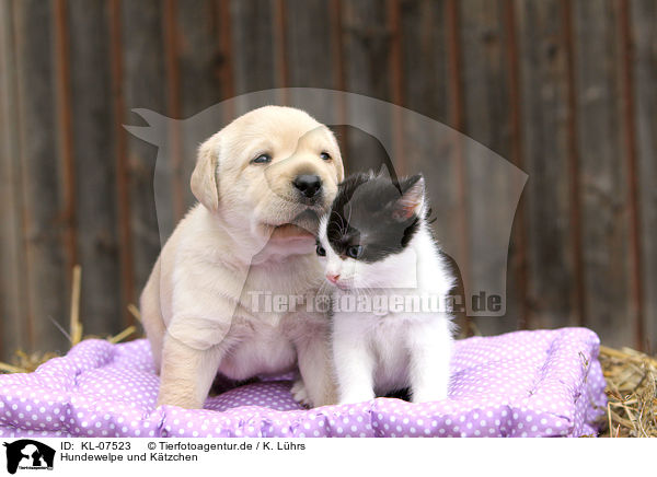 Hundewelpe und Ktzchen / KL-07523
