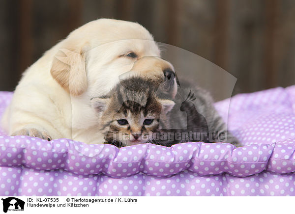 Hundewelpe und Ktzchen / KL-07535