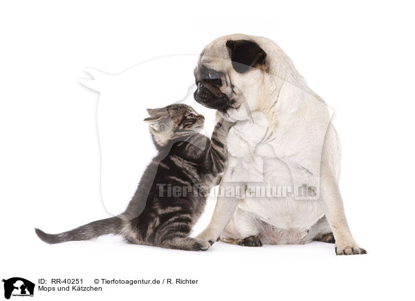 Mops und Ktzchen / RR-40251