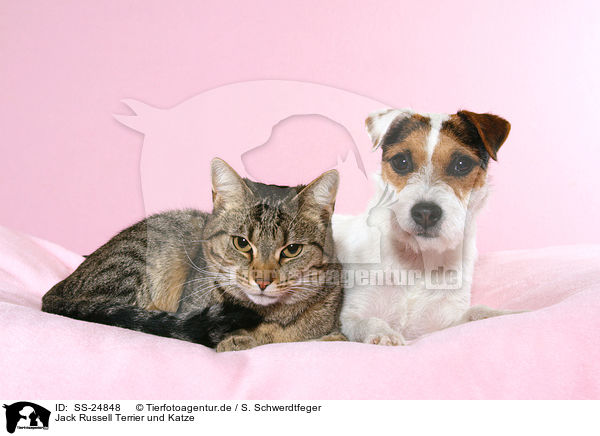 Parson Russell Terrier und Katze / Parson Russell Terrier and cat / SS-24848