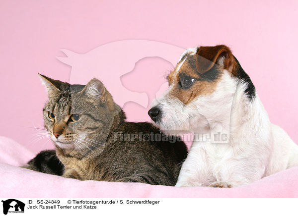 Jack Russell Terrier und Katze / SS-24849