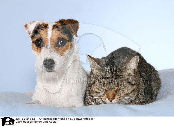 Jack Russell Terrier und Katze / SS-24852
