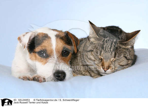 Jack Russell Terrier und Katze / SS-24853