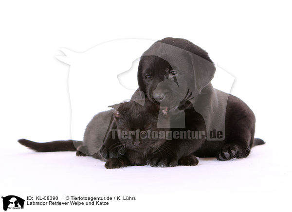 Labrador Retriever Welpe und Katze / KL-08390