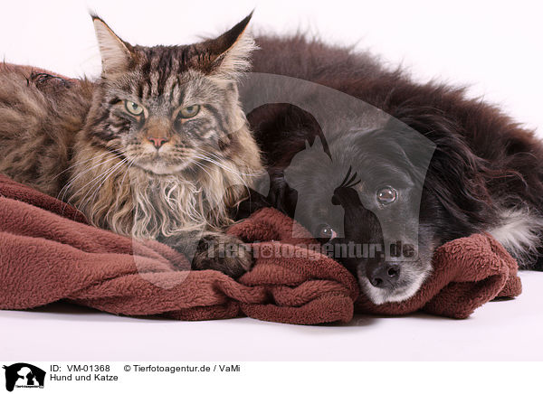 Hund und Katze / VM-01368