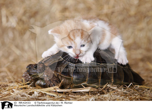 Maurische Landschildkrte und Ktzchen / RR-42433