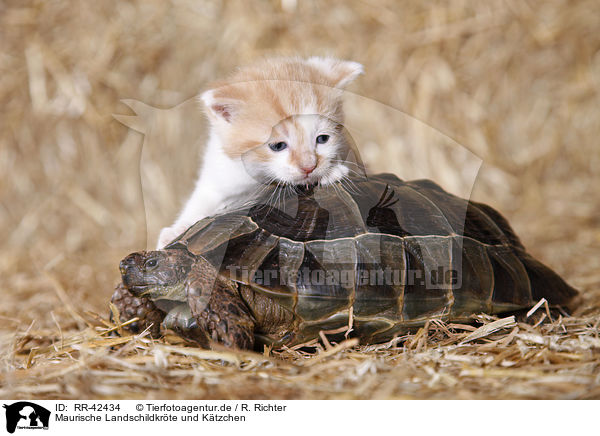 Maurische Landschildkrte und Ktzchen / spur-thighed tortoise kitten / RR-42434