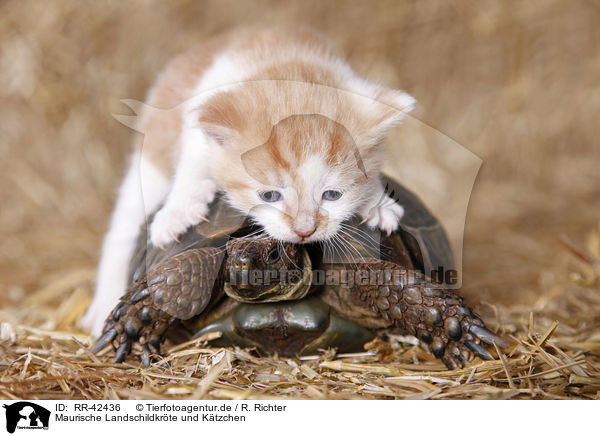 Maurische Landschildkrte und Ktzchen / RR-42436