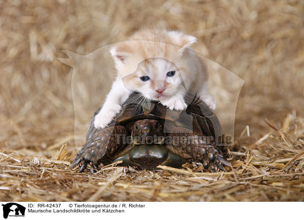 Maurische Landschildkrte und Ktzchen / spur-thighed tortoise kitten / RR-42437