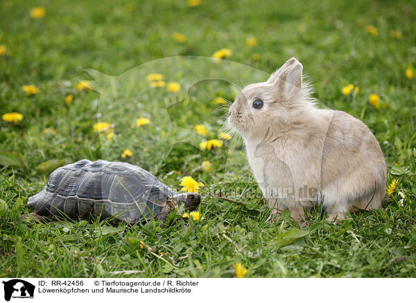 Lwenkpfchen und Maurische Landschildkrte / RR-42456