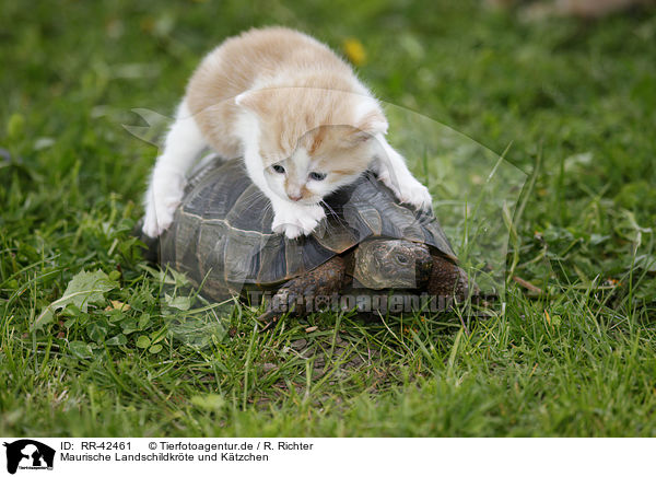 Maurische Landschildkrte und Ktzchen / RR-42461