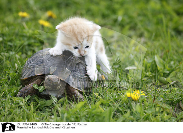 Maurische Landschildkrte und Ktzchen / RR-42465