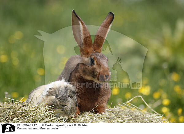 Kaninchen und Meerschwein / bunny and guinea pig / RR-43717