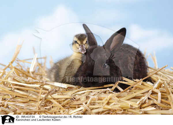Kaninchen und Laufenten Kken / RR-43734