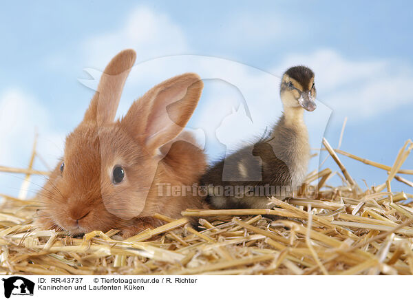 Kaninchen und Laufenten Kken / RR-43737