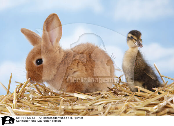 Kaninchen und Laufenten Kken / rabbit and duck / RR-43742