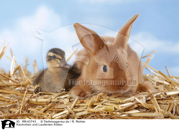 Kaninchen und Laufenten Kken / RR-43743