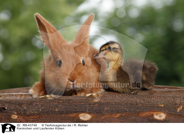 Kaninchen und Laufenten Kken / RR-43746