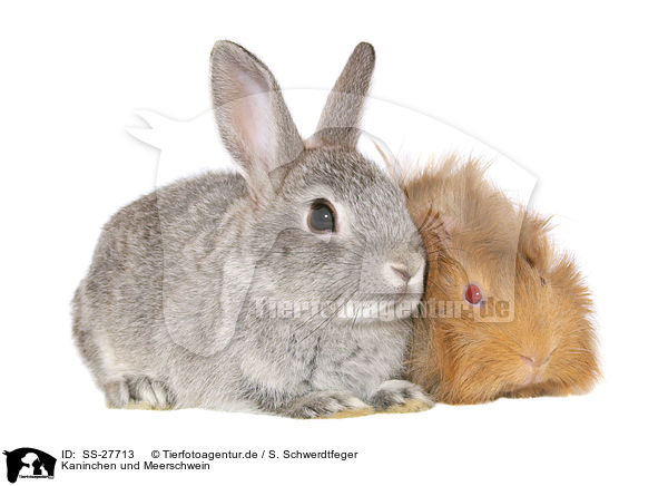 Kaninchen und Meerschwein / bunny and guinea pig / SS-27713