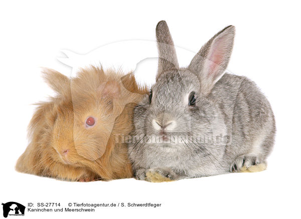 Kaninchen und Meerschwein / bunny and guinea pig / SS-27714