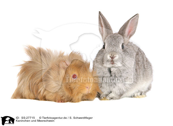 Kaninchen und Meerschwein / bunny and guinea pig / SS-27715