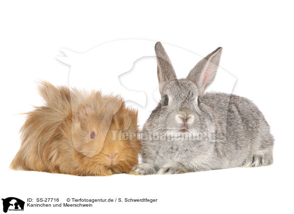 Kaninchen und Meerschwein / bunny and guinea pig / SS-27716