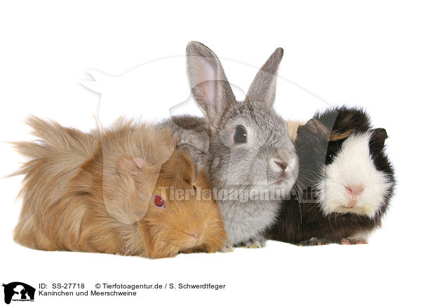 Kaninchen und Meerschweine / bunny and guinea pigs / SS-27718