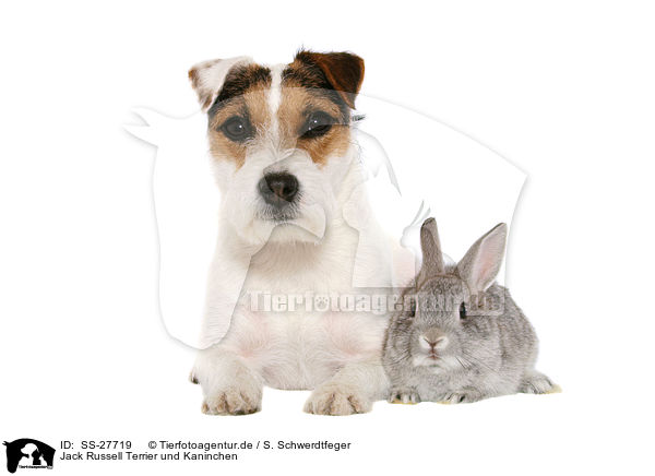 Parson Russell Terrier und Kaninchen / Parson Russell Terrier and rabbit / SS-27719