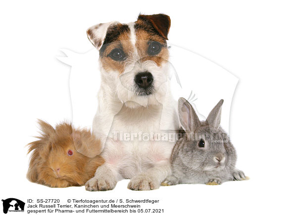 Parson Russell Terrier, Kaninchen und Meerschwein / Parson Russell Terrier, bunny and guinea pig / SS-27720