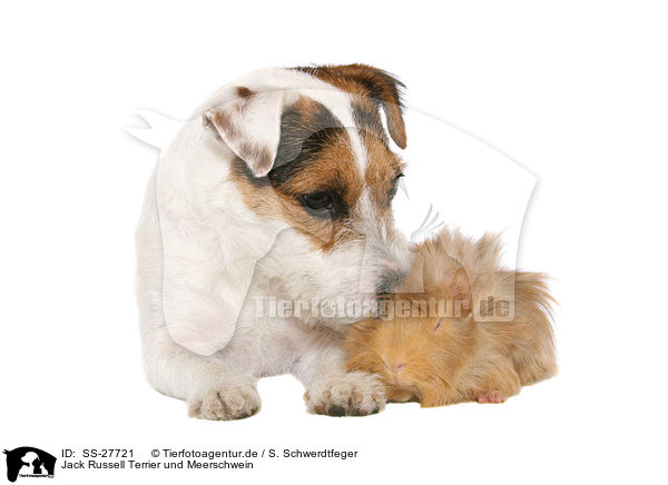 Jack Russell Terrier und Meerschwein / SS-27721