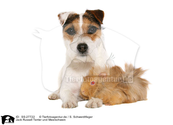 Jack Russell Terrier und Meerschwein / SS-27722