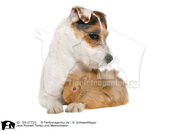 Jack Russell Terrier und Meerschwein / SS-27723
