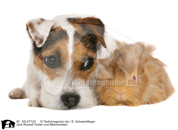 Jack Russell Terrier und Meerschwein / SS-27724