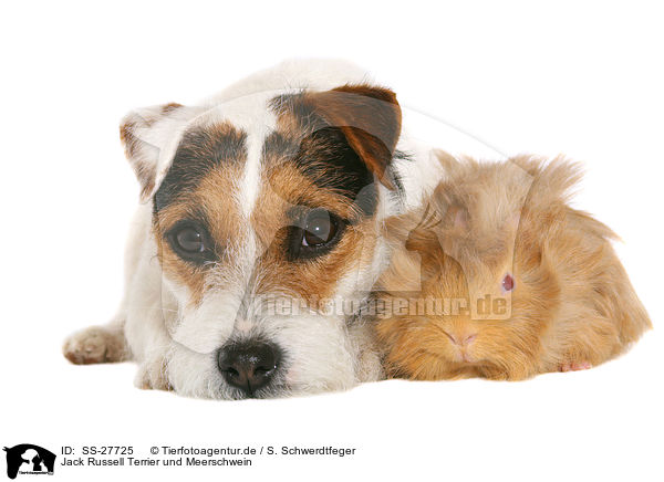Jack Russell Terrier und Meerschwein / SS-27725