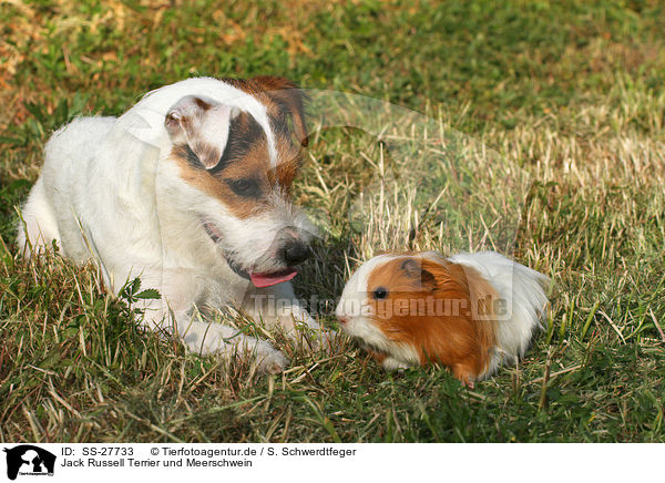 Parson Russell Terrier und Meerschwein / Parson Russell Terrier and guinea pig / SS-27733